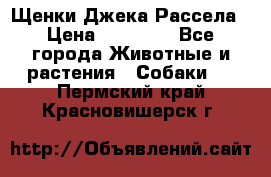 Щенки Джека Рассела › Цена ­ 10 000 - Все города Животные и растения » Собаки   . Пермский край,Красновишерск г.